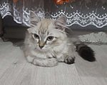 Кошки в Дивногорске: Кошечка, Бесплатно - фото 1