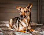 Собаки в Москве: Метис вельш корги Снуп в дар Мальчик, Бесплатно - фото 2