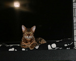 Кошки в Нижнем Новгороде: Бенгальский котенок (котик) Мальчик, 20 000 руб. - фото 5
