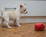 Собаки в Туле: Чихуахуа щенок Мальчик, 7 000 руб. - фото 2