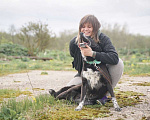 Собаки в Клине: Уникальная Шерри Девочка, Бесплатно - фото 9