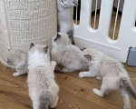 Кошки в Нижнем Новгороде: Девочки Рэгдолл Девочка, 40 000 руб. - фото 2