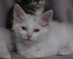 Кошки в Голицыно: Котята в поиске дома Девочка, Бесплатно - фото 4
