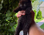 Кошки в Пензе: Британская кошечка Девочка, Бесплатно - фото 4