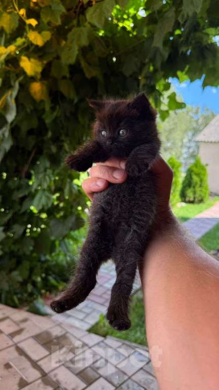 Кошки в Пензе: Британская кошечка Девочка, Бесплатно - фото 4