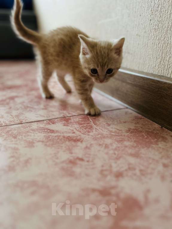 Кошки в Санкт-Петербурге: Шотландские котята продажа Мальчик, 15 000 руб. - фото 7