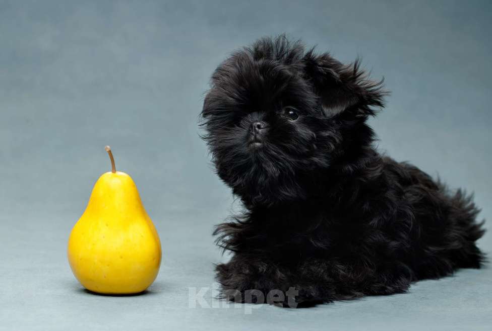 Собаки в Санкт-Петербурге: АФФЕНПИНЧЕР Щенки Девочка, Бесплатно - фото 3