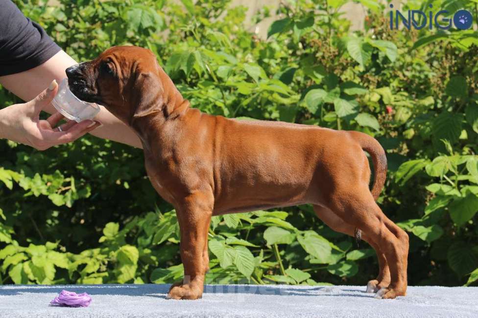 Собаки в Санкт-Петербурге: Супер щенок родезийский риджбек. Питомник РКФ Девочка, 110 000 руб. - фото 4