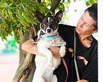 Собаки в Санкт-Петербурге: Маленькая игривая и ласковая собачка Девочка, Бесплатно - фото 10