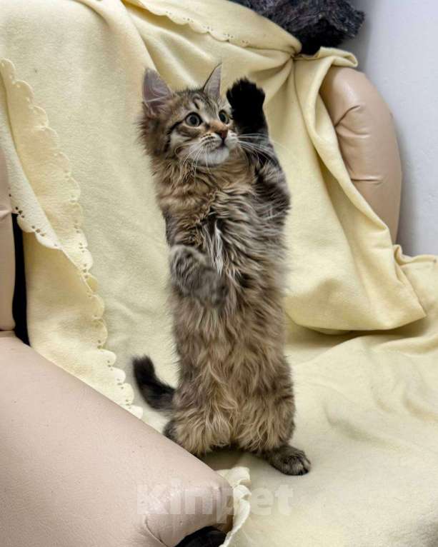 Кошки в Москве: Кто хочет домой? Я! Котенок в добрые руки Девочка, Бесплатно - фото 2
