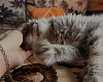 Кошки в Новосибирске: Отдам котика Васю в добрые руки Мальчик, Бесплатно - фото 7