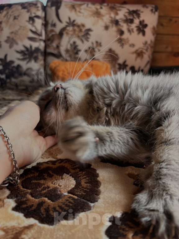 Кошки в Новосибирске: Отдам котика Васю в добрые руки Мальчик, Бесплатно - фото 7