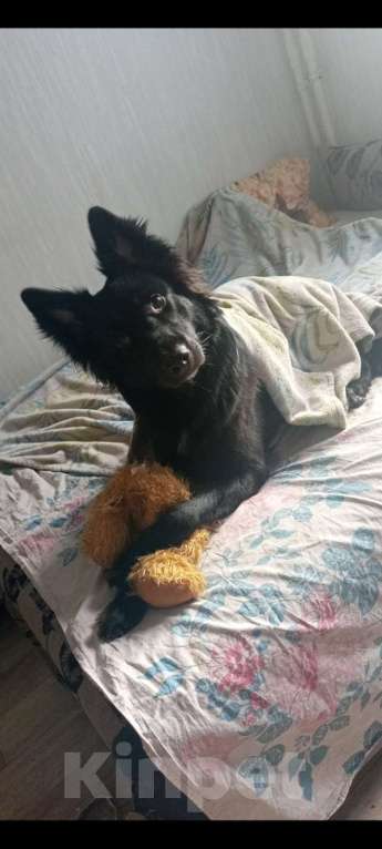 Собаки в Челябинске: Отдам собаку в добрые и надёжные руки Мальчик, Бесплатно - фото 4