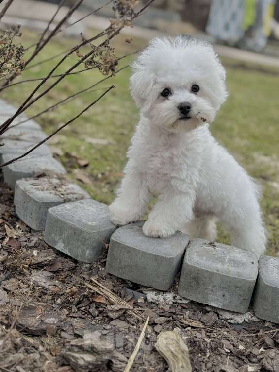 Собаки в Санкт-Петербурге: Бишон фризе Мальчик, 75 000 руб. - фото 3