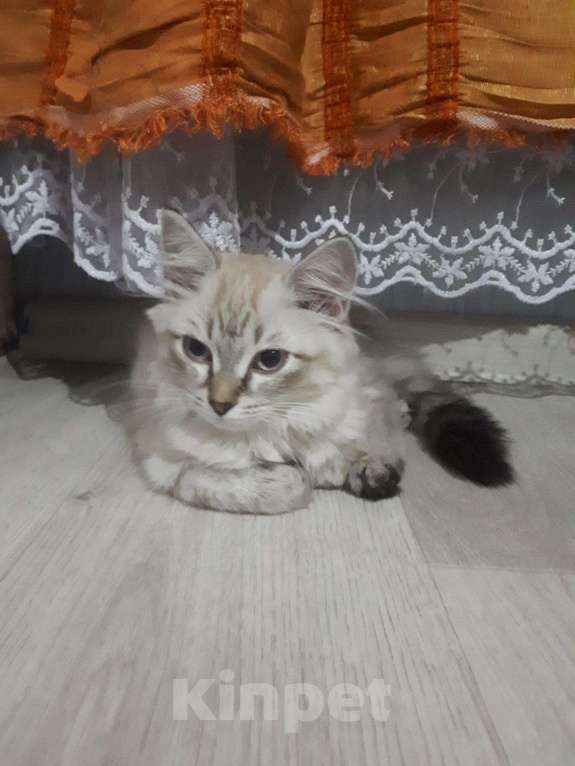 Кошки в Дивногорске: Кошечка, Бесплатно - фото 1