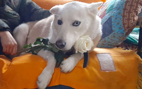 Объявление: Яркий и красивый пес Урс в дар, Бесплатно, Москва