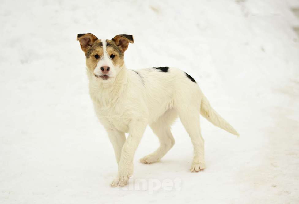 Собаки в Москве: Ева в добрые руки Девочка, Бесплатно - фото 1