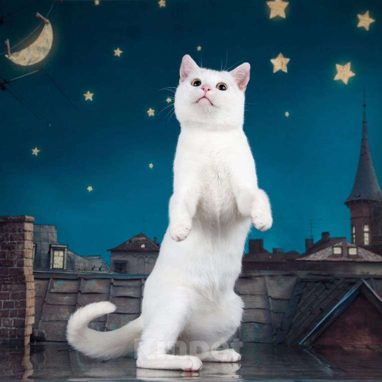 Кошки в Москве: Белый котик Лёва мечтает о доме Мальчик, Бесплатно - фото 2