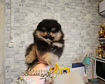 Собаки в Москве: Черно подпалый мальчик померанского шпица РКФ Мальчик, Бесплатно - фото 1