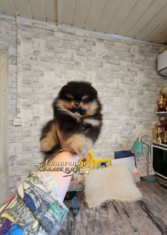 Собаки в Москве: Черно подпалый мальчик померанского шпица РКФ Мальчик, Бесплатно - фото 1