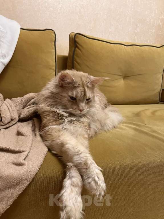 Кошки в Москве: Пропал Ганеша Мальчик, 10 000 руб. - фото 1