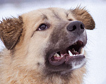 Собаки в Москве: Пушистый медвежонок в самые добрые и заботливые руки! Мальчик, Бесплатно - фото 2