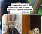 Собаки в Таштаголе: Щенки отдаю в добрые руки бесплатно Мальчик, Бесплатно - фото 1
