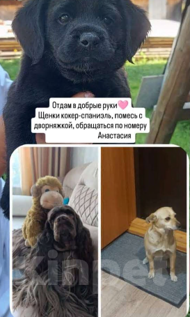 Собаки в Таштаголе: Щенки отдаю в добрые руки бесплатно Мальчик, Бесплатно - фото 1