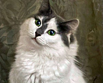 Кошки в Москве: Яркая красавица кошка Мэри Энн в добрые руки Девочка, Бесплатно - фото 1