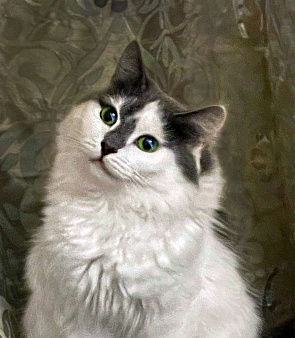 Объявление: Яркая красавица кошка Мэри Энн в добрые руки, Бесплатно, Москва