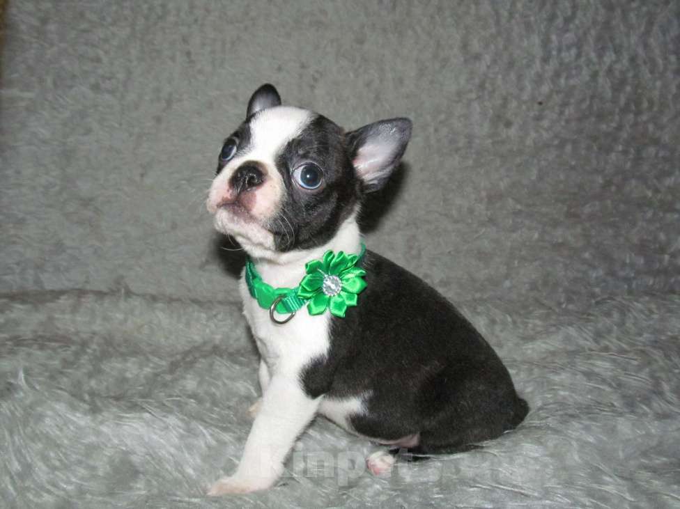 Собаки в Пскове: Щенки бостон терьера Мальчик, 50 000 руб. - фото 3