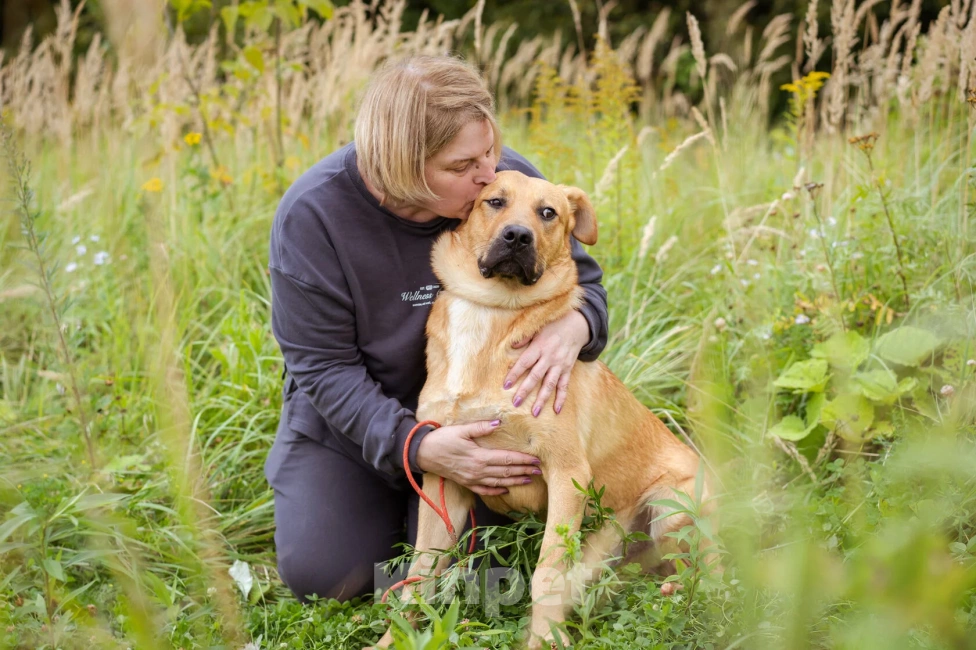 Собаки в Москве: Патрик ищет дом Мальчик, Бесплатно - фото 3