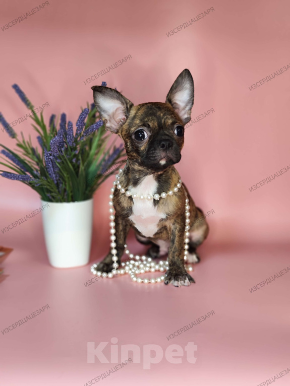 Собаки в Красногорске: Мальчик чихуахуа бейби фейс Мальчик, 20 000 руб. - фото 1