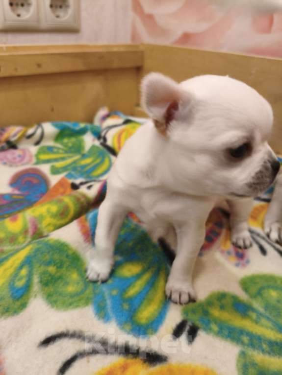 Собаки в Видном: Белоснежка Чихуахуа Девочка, 35 000 руб. - фото 3