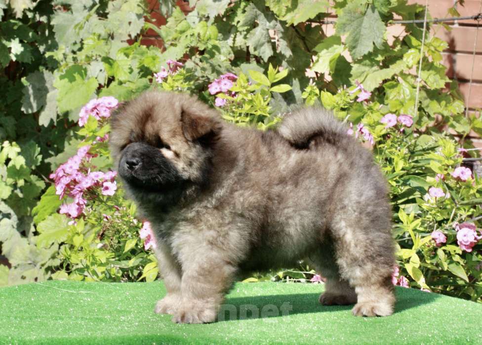 Собаки в Оренбурге: Щенок чау- Фокс Медиум Лайт  Мальчик, 80 000 руб. - фото 5