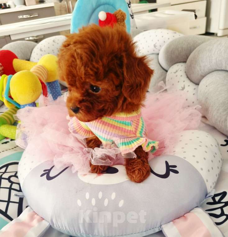 Собаки в Новосибирске:  теди тикап девочка от китайской пары  Девочка, 120 000 руб. - фото 8