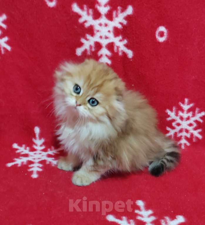 Кошки в Москве: Золотая мраморная кошечка хайленд Девочка, 40 000 руб. - фото 5