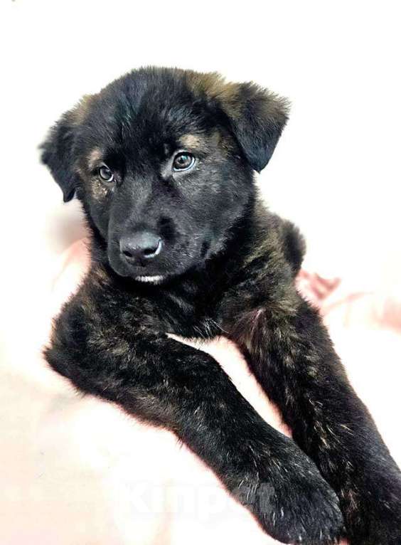 Собаки в Санкт-Петербурге: Чудесные щенки мальчик и девочка метисы лабрадора в дар Мальчик, 10 руб. - фото 4