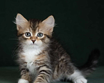 Кошки в Москве: Элитные котята. Питомник. Девочка, 55 000 руб. - фото 2