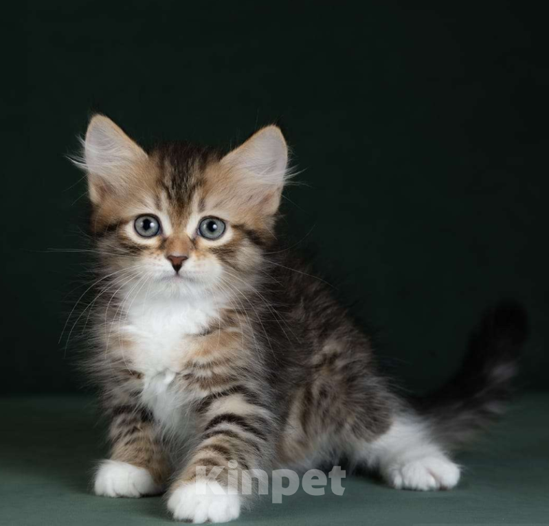 Кошки в Москве: Элитные котята. Питомник. Девочка, 55 000 руб. - фото 2