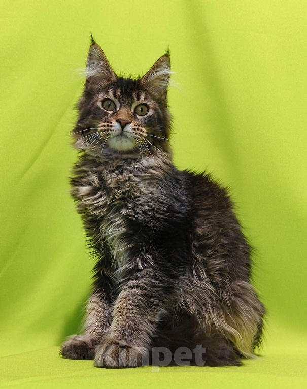 Кошки в Москве: Котенок Мейн-Кун Мальчик Мальчик, 50 000 руб. - фото 2