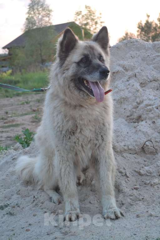Собаки в Чехове-2: В добрые руки Мальчик, Бесплатно - фото 2