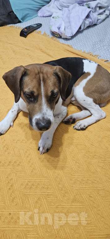 Собаки в Москве: Найден пёс, хочет вернуться домой Мальчик, Бесплатно - фото 1