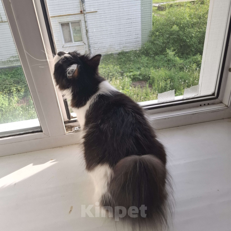 Кошки в Москве: Котик Гром Мальчик, 27 000 руб. - фото 2