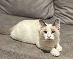 Кошки в Москве: Особенный тайский котенок  Мальчик, Бесплатно - фото 3