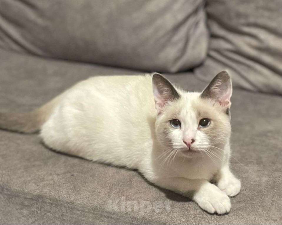 Кошки в Москве: Особенный тайский котенок  Мальчик, Бесплатно - фото 3