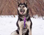 Собаки в Москве: Тайми очень спокойная девочка, в поисках любящей семьи Девочка, Бесплатно - фото 3