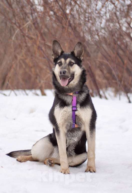Собаки в Москве: Тайми очень спокойная девочка, в поисках любящей семьи Девочка, Бесплатно - фото 3