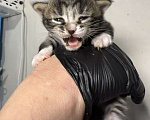 Кошки в Санкт-Петербурге: Котята-котики под бронь!! Мальчик, Бесплатно - фото 1