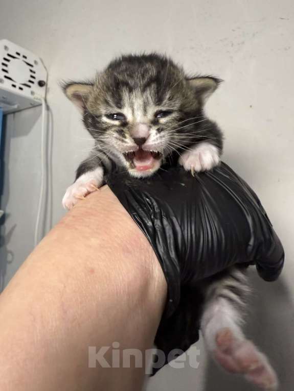 Кошки в Санкт-Петербурге: Котята-котики под бронь!! Мальчик, Бесплатно - фото 1